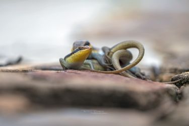 Trachylepis wahlbergii