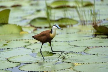 Actophilornis africanus