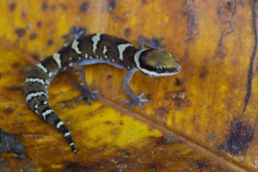 Pachydactylus oshaughnessyi