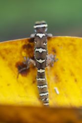 Pachydactylus oshaughnessyi