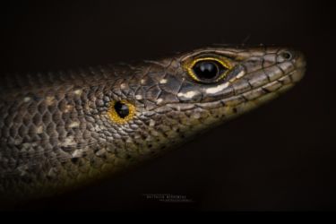 Trachylepis maculilabris