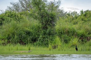 Crocodilus niloticus