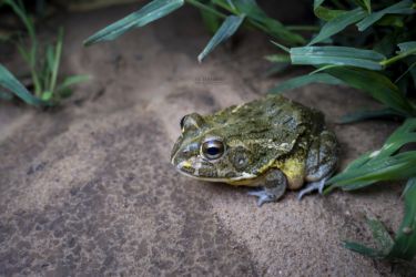 Pyxicephalus beytelli