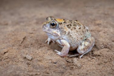 Tomopterna marmorata