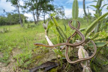 Psammophis subtaeniatus