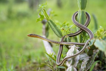 Psammophis subtaeniatus