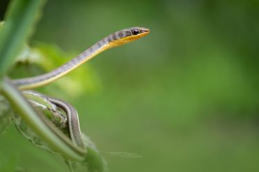 Psammophis subtaeniatus