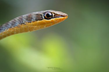 Psammophis subtaeniatus