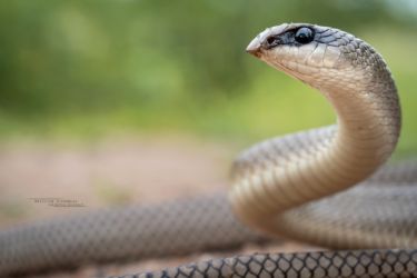 Rhamphiophis rostratus