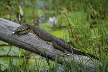 Varanus niloticus