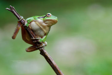 Amphibiens, Anoures, Hyla, Hyla orientalis, Hylidae, Iran, Trips