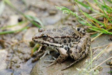 Amphibiens, Anoures, Iran, Pelophylax, Pelophylax bedriagae, Ranidae, Trips