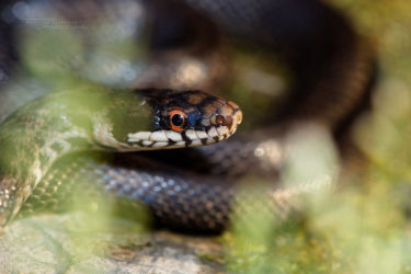 Colubridae, Iran, Reptiles, Serpents, Trips, Zamenis, Zamenis persicus