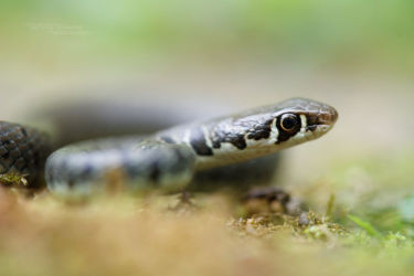 Colubridae, Iran, Platyceps, Platyceps najadum, Reptiles, Serpents, Trips
