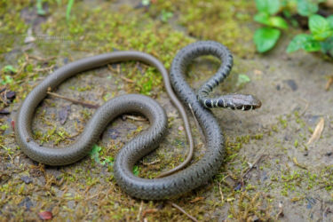Colubridae, Iran, Platyceps, Platyceps najadum, Reptiles, Serpents, Trips