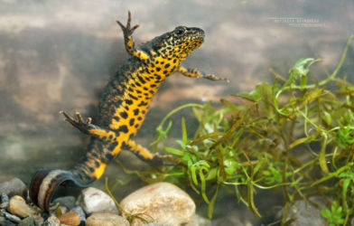 Amphibiens, Iran, Salamandridae, Trips, Triturus, Triturus karelinii, Urodèles