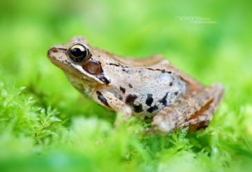 Amphibiens, Anoures, Iran, Rana, Rana pseudodalmatina, Ranidae, Trips