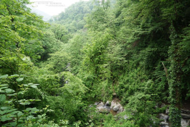 Boisements, Feuillus, Habitats, Iran, Trips
