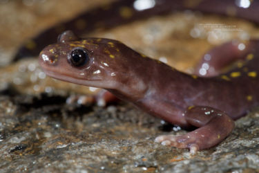 Amphibiens, Hynobiidae, Iran, Paradactylodon persicus, Trips, Urodèles