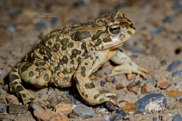 Amphibiens, Anoures, Bufonidae, Bufotes, Bufotes turanensis, Iran, Trips