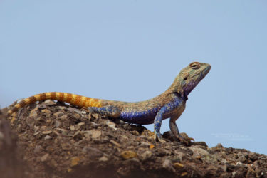 Agamidae, Iran, Lézards, Reptiles, Trapelus, Trapelus agilis, Trips