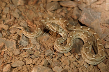 Echis, Echis carinatus, Iran, Reptiles, Serpents, Trips, Viperidae