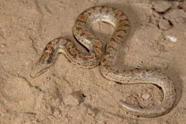 Boidae, Eryx, Eryx miliaris, Iran, Reptiles, Serpents, Trips