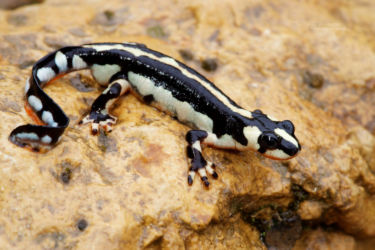 Amphibiens, Iran, Neurergus, Neurergus kaiseri, Salamandridae, Trips, Urodèles
