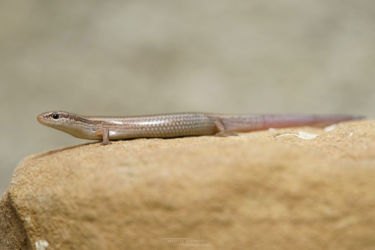 Ablepharus, Ablepharus pannonicus, Iran, Lézards, Reptiles, Scincidae, Trips