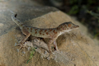Asaccus, Asaccus griseonotus, Gekkonidae, Iran, Lézards, Reptiles, Trips