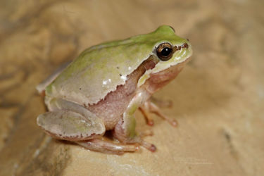 Amphibiens, Anoures, Hyla, Hyla savignyi, Hylidae, Iran, Trips