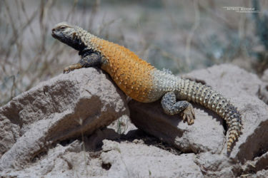 Agamidae, Iran, Lézards, Reptiles, Saara, Saara loricata, Trips