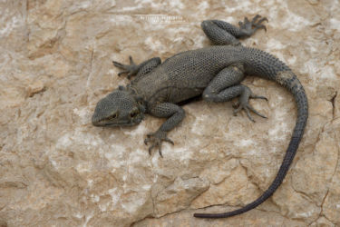 Agamidae, Iran, Laudakia, Laudakia nupta, Lézards, Reptiles, Trips