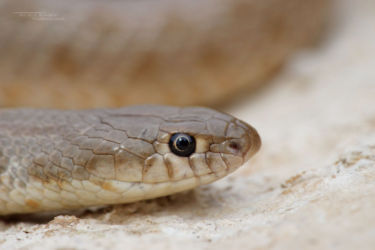 Colubridae, Eirenis, Eirenis punctatolineatus, Iran, Reptiles, Serpents, Trips