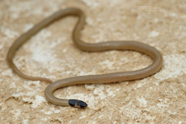 Colubridae, Eirenis, Eirenis persicus, Iran, Reptiles, Serpents, Trips