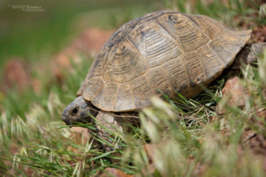 Iran, Reptiles, Testudinidae, Testudo, Testudo graeca, Tortues, Trips