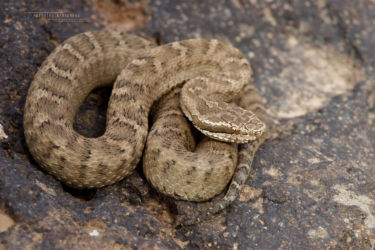 Gloydius, Gloydius halys, Iran, Reptiles, Serpents, Trips, Viperidae