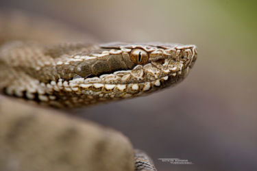 Gloydius, Gloydius halys, Iran, Reptiles, Serpents, Trips, Viperidae