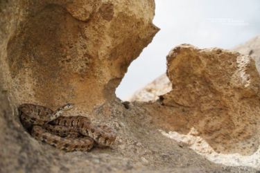 Colubridae, Hemorrhois, Hemorrhois ravergieri, Iran, Reptiles, Serpents, Trips