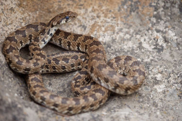 Colubridae, Hemorrhois, Hemorrhois ravergieri, Iran, Reptiles, Serpents, Trips
