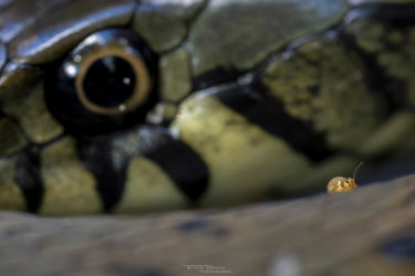 Collembole & Natrix helvetica