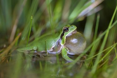 Hyla molleri