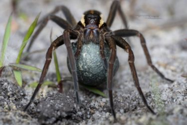 Dolomedes fimbriatus