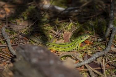 Lacerta bilineata
