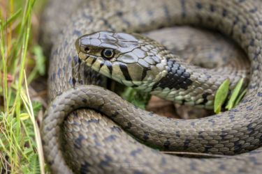 Natrix helvetica