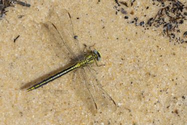 Gomphus pulchellus