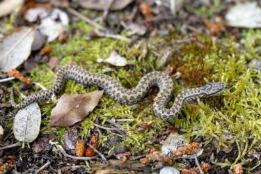 Vipera aspis