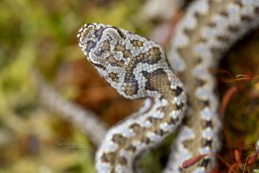 Vipera aspis
