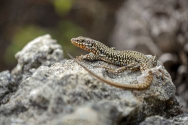 Podarcis muralis