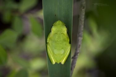 Hyla meridionalis